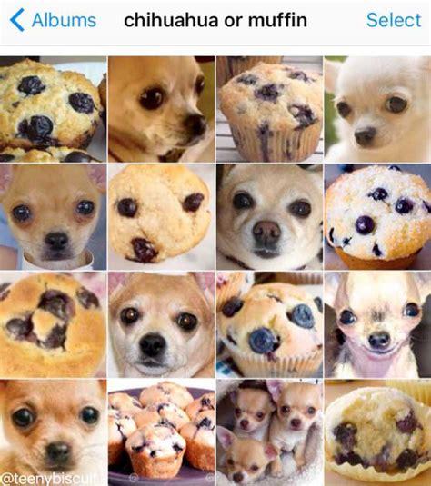 muffin chihuahua