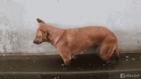 Hund schlaf - Copy
