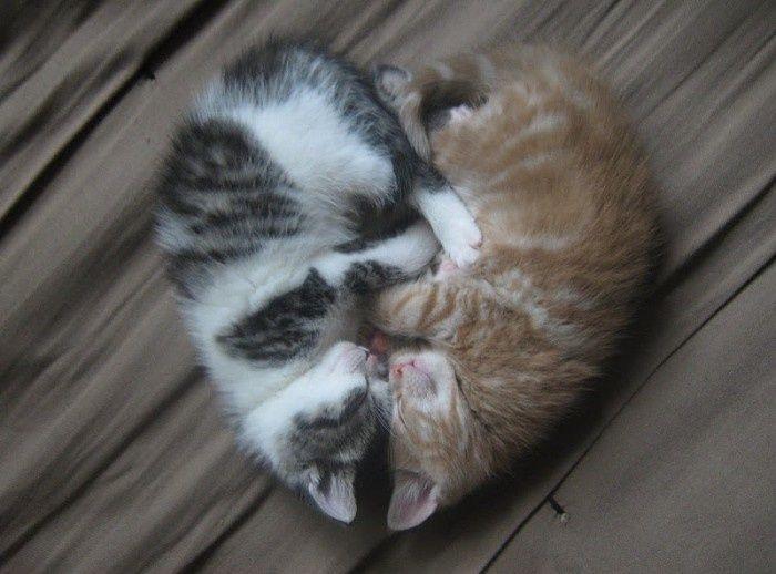 gnwaxenqjgt6 kitten-sleep-heart