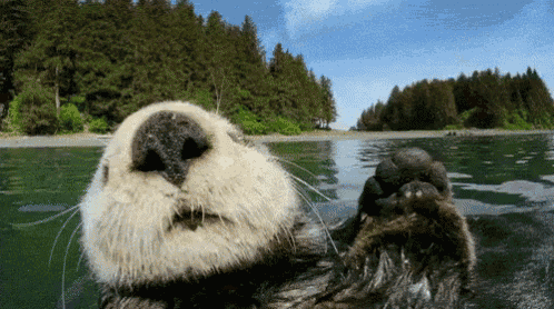 otter wink schwimm - Copy