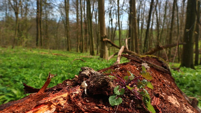forest-4988206 640