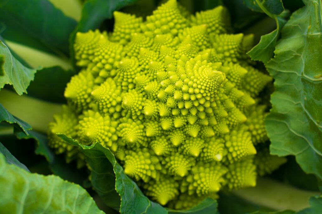 romanesco-1024x683