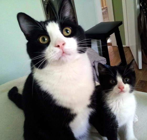 mini-me-cat-15