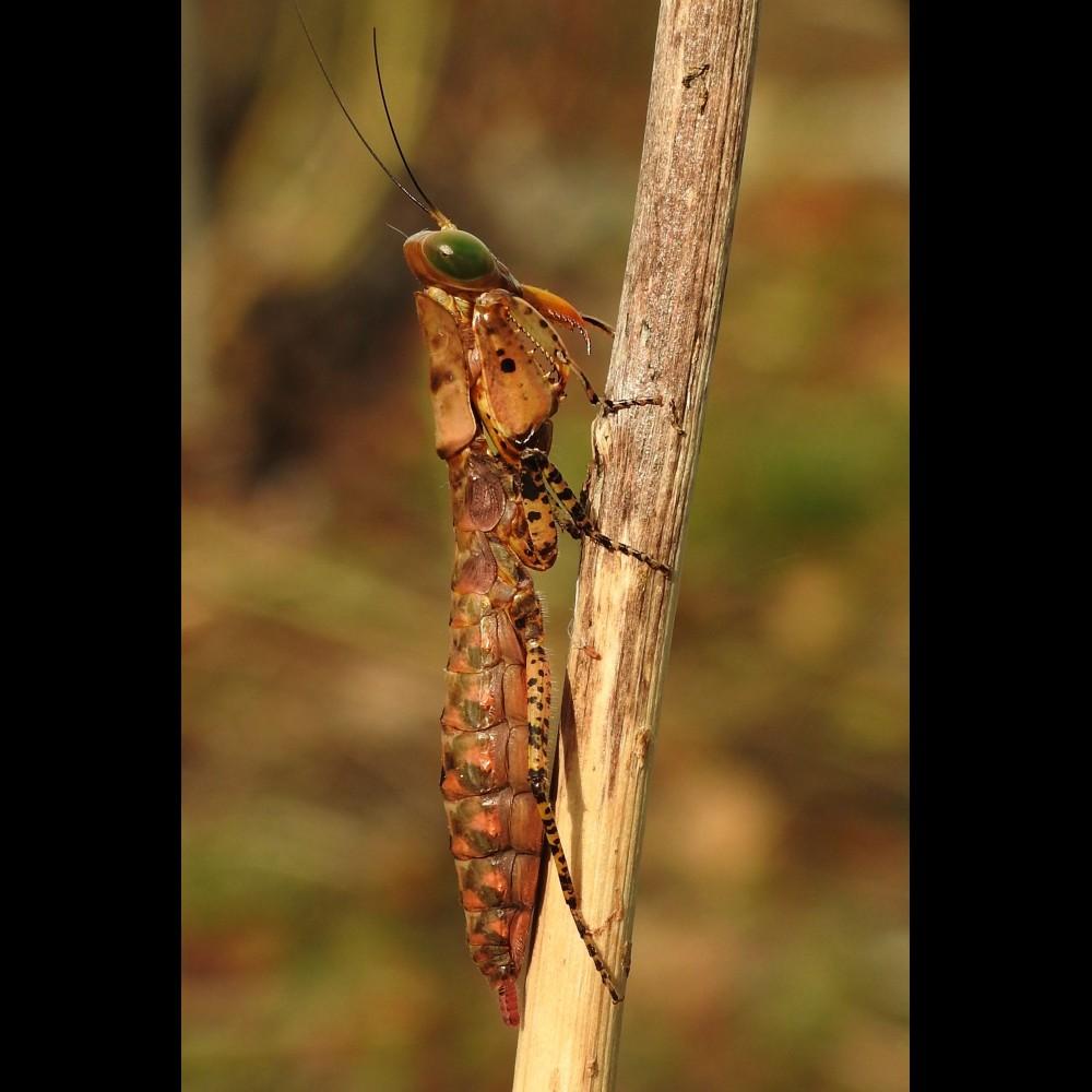 tarachodula-pantherina