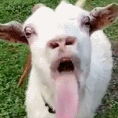 Ziegen Lecken gif - Copy