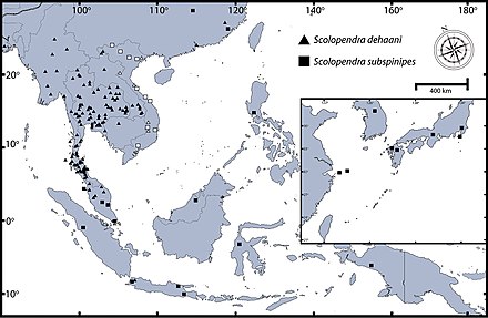 Scolopendra dehaani and subspinipes rang