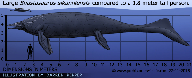 shastasaurus-size 1