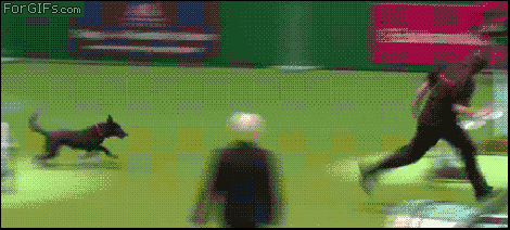 Hundepause gif - Copy