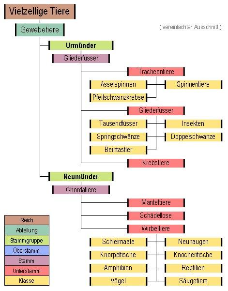 Systematik-GliederfuesserChordatiere