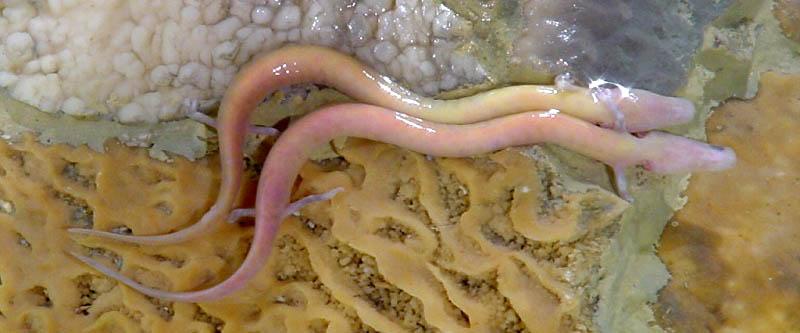 Proteus anguinus Postojnska Jama Sloveni