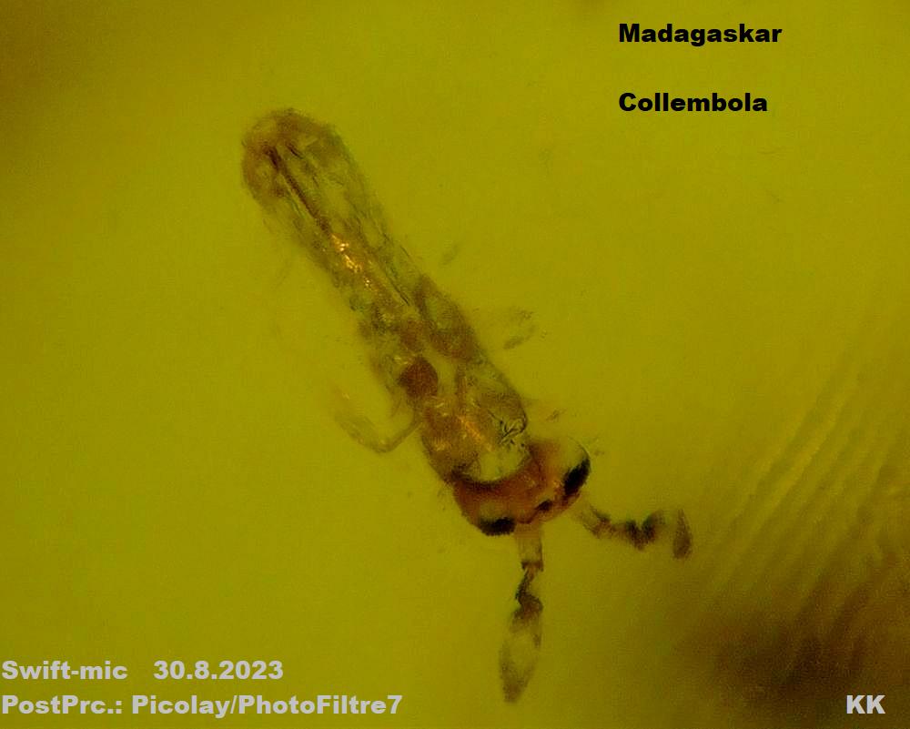 Collembola