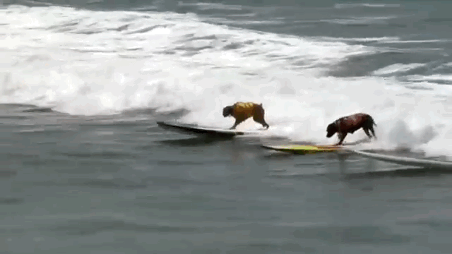 surfing ja - Copy