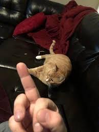 cat2