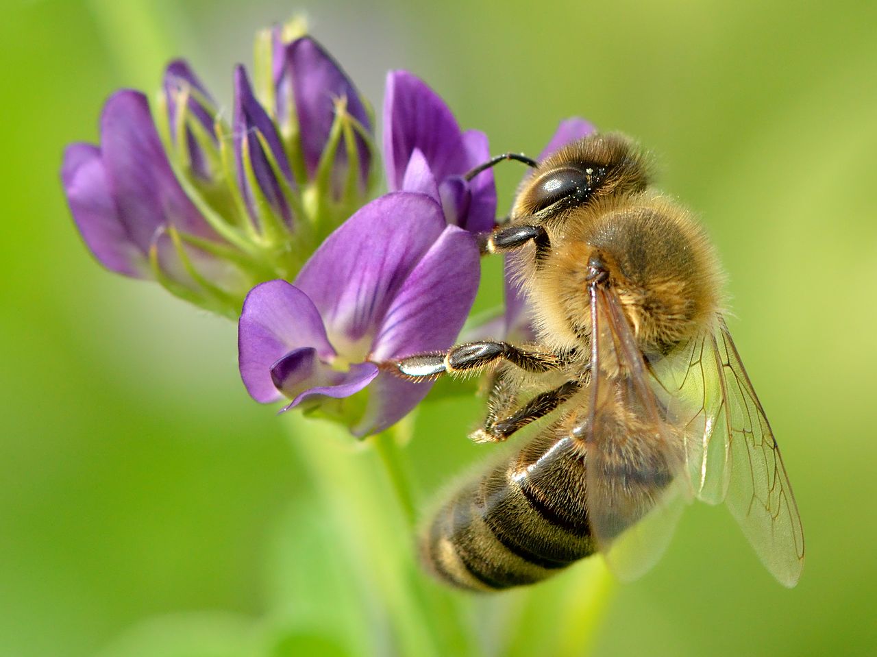 1280px-Apis mellifera - Medicago sativa