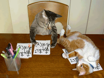 katze abdruck