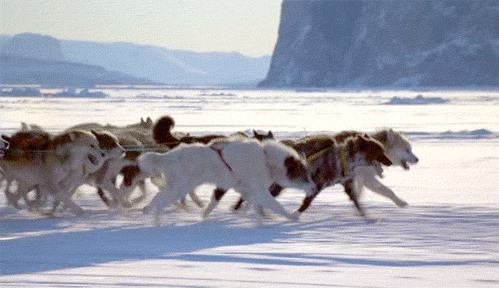 huskies olympisch - Copy
