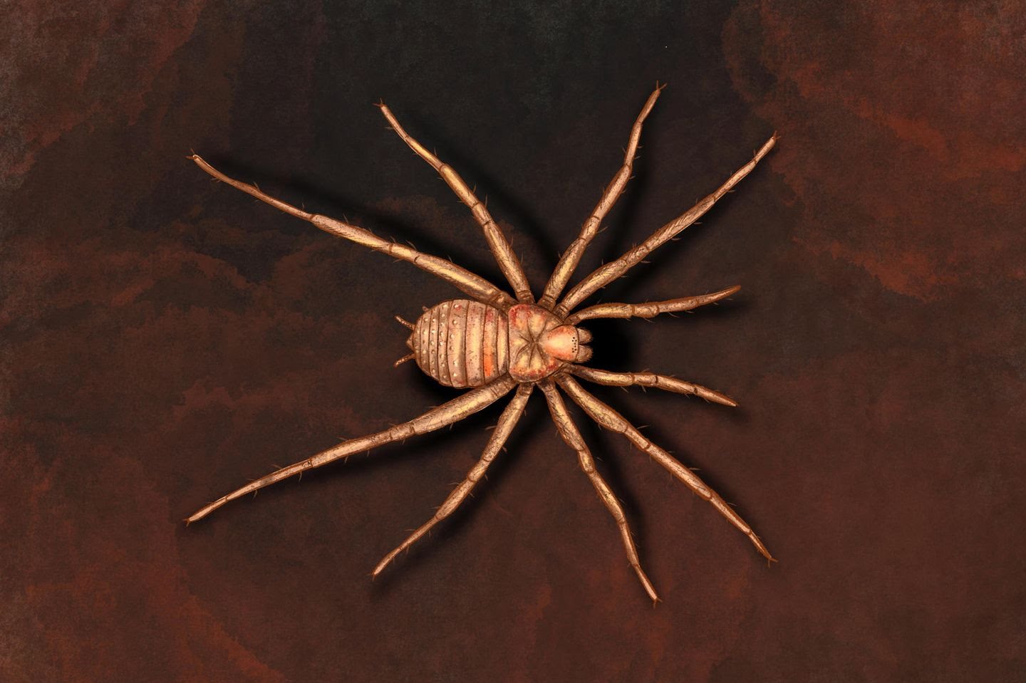 spinne-rainerharf--1-