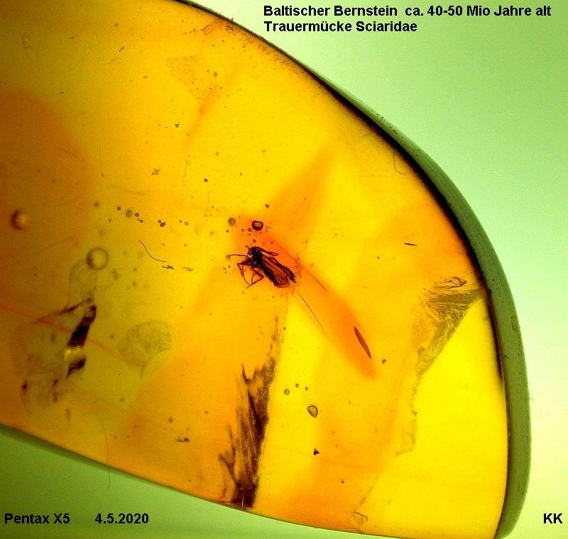  KK 0901-800-Sciaridae
