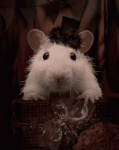 Maus ... - Copy