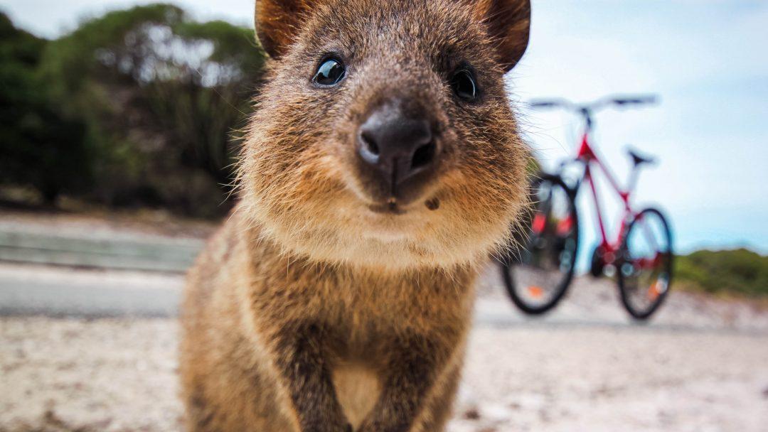 Quokka-cover-1080x608