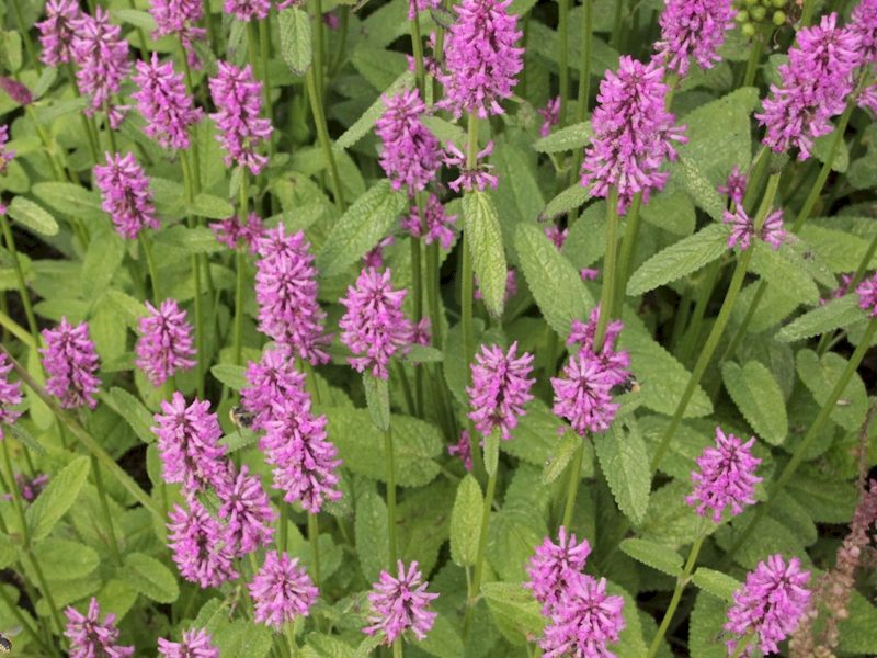 dichtbluetiger-garten-ziest stachys-monn