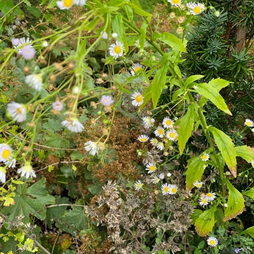 einjaehriges-berufkraut-erigeron-annuus-