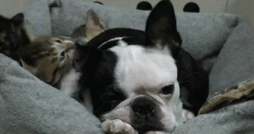 Katze Hund gif - Copy