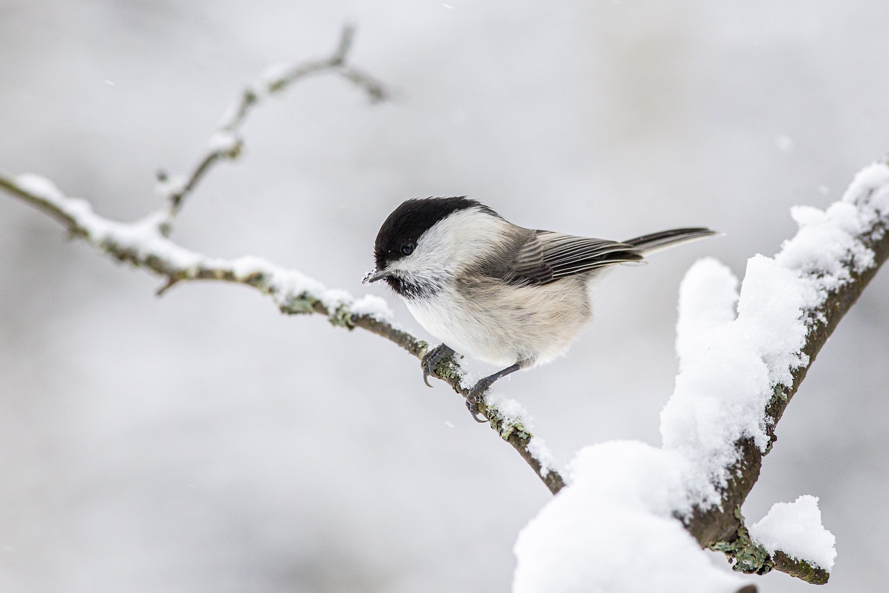 willow-tit-4885941 1280