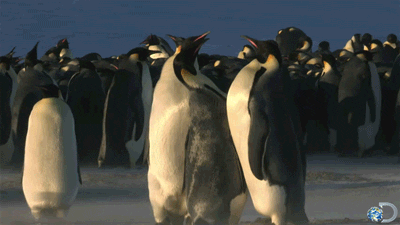 Pinguin Kampf gif - Copy