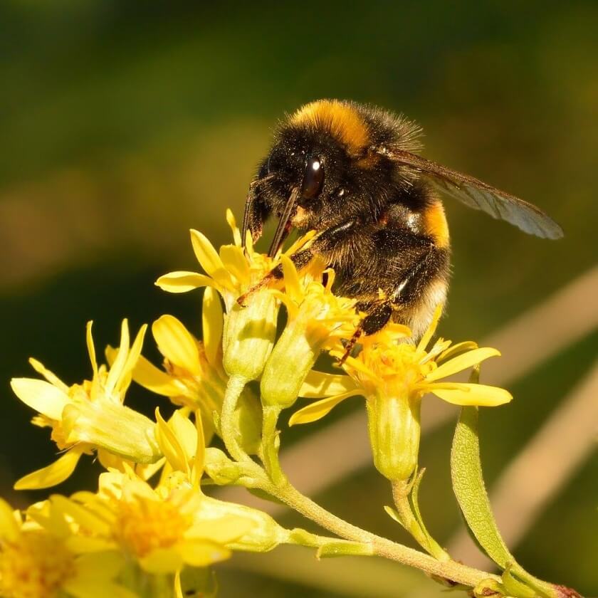 gewoehnliche-goldrute-solidago-virgaurea