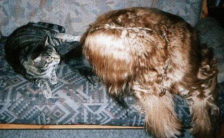 pets14