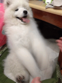 funny-gifs-070-001-cute-dog