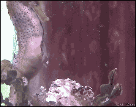 Seahorse babies birth