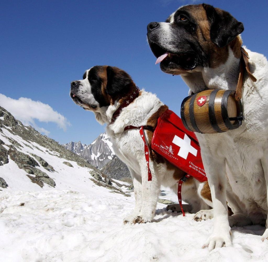 schweiz-hunde-jpg-DW-Reise-Grans-St-Bern