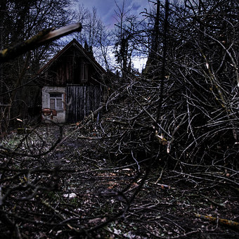 131523-stock-photo-baum-blatt-haus-wald-