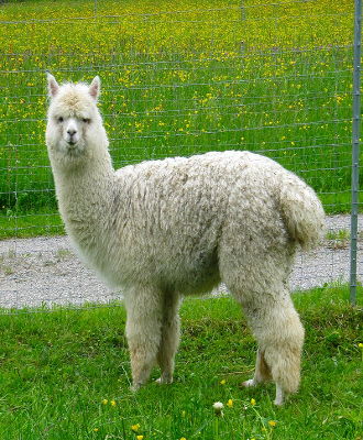 alpaka