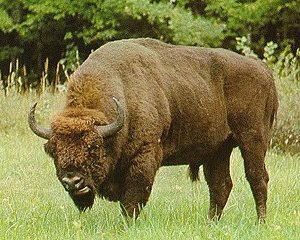 european bison