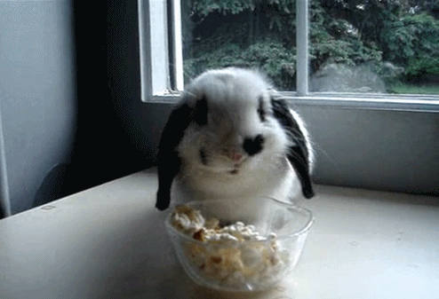 giphy.gif93-grid1