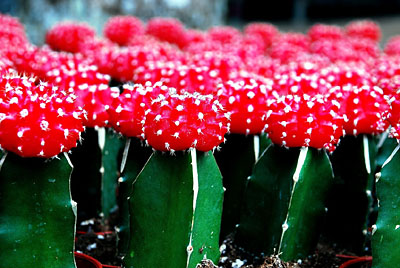 gymnocalycium mihanovichii