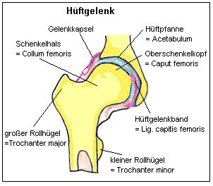 hueftgelenk