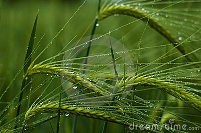 ohren der getreide im regen 2500944