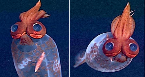 TaoniusMBARI