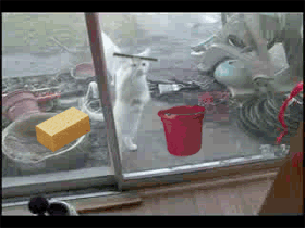 katze fensterputzer