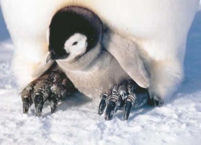 1196203629 Pinguin baby n jpg