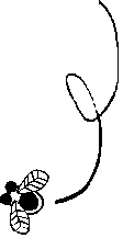 fliege