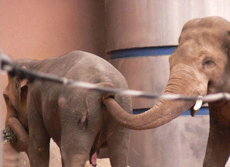 Elephants 66afcf 50327