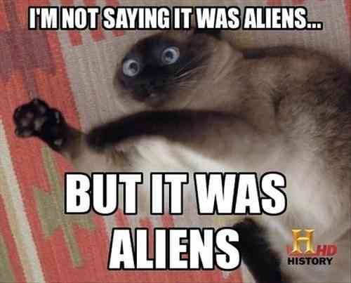 funny animals 44