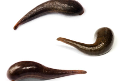 iStock 000011624427XSmallEGEL