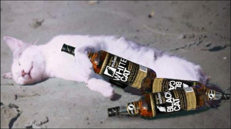 drunk-cat-whiskey-small