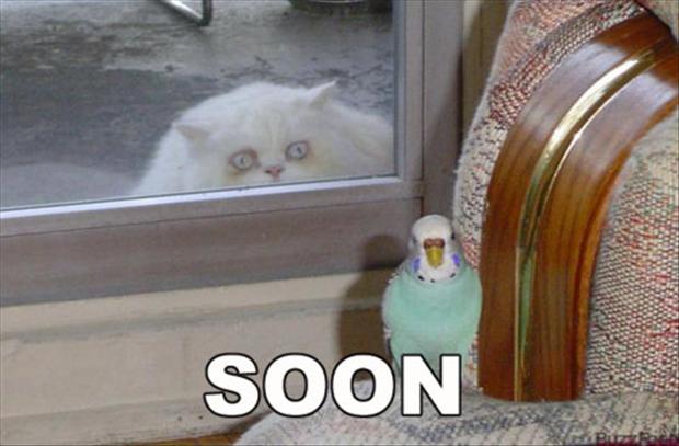 soon-bird-and-cat
